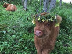 a cow with a flower crown on its head standing in the grass near some trees