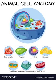 an animal cell diagram with all the different types of animals and their functions in it