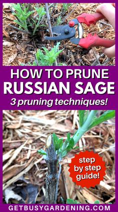 pruning shears trimming back a plant growing out of the ground in a garden Sage Plants, Sage Bush, Garden Sage, Russian Sage, Sage Plant, Sloped Garden, Low Maintenance Garden, Better Homes And Garden, Garden Pests