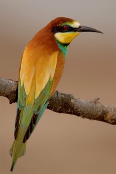 a colorful bird sitting on top of a tree branch