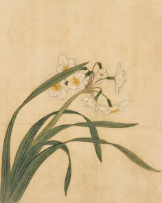 Narcissus Flowers, Chinese Painting Flowers, Narcissus Flower, Chinese Art Painting, Japanese Drawings, Asian Painting, Plant Drawing, Botanical Drawings, Amazing Art Painting