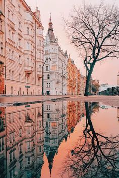 the reflection of buildings in the water is reflecting them on the ground and trees are reflected in the water