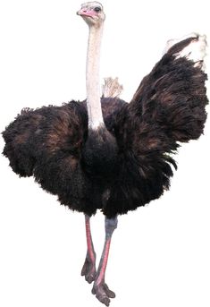 an ostrich is standing in front of a white background with its wings spread out