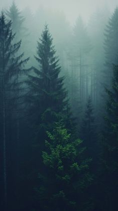 foggy forest with trees in the foreground and evergreens on the far side