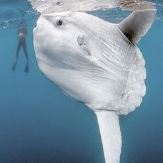 a large white fish swimming in the ocean