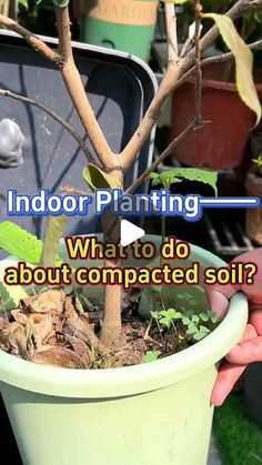 a person holding a potted plant with the words indoor planting what to do about compact soil?