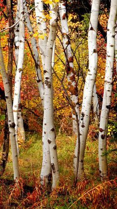 trees with white bark and autumn foliage in the background