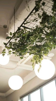 some lights hanging from the ceiling in an office building with ivy growing on it's side