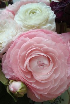 pink and white flowers with green leaves in the background