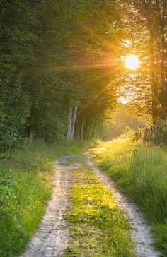 the sun shines brightly through the trees on a dirt road in the woods with tall grass