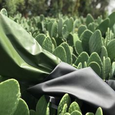 a green plant with black cloth on it's back in the middle of an open field