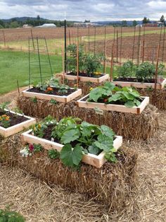 the garden is ready to be planted in straw bales and placed on top of hay