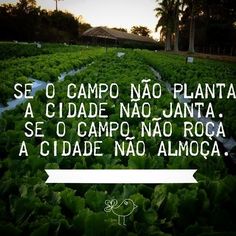 a field full of lettuce with the words se o campo nao planta