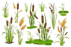 an image of grass and reeds in the pond illustration on white background stock photo