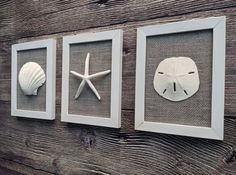 three seashells and two starfish are mounted on the side of a wooden wall