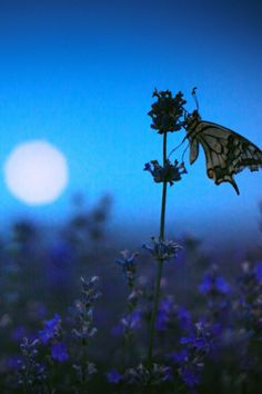 a butterfly sitting on top of a purple flower next to a full moon in the sky