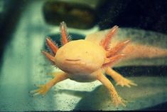 a yellow axamaurine is sitting on the window sill in front of a car