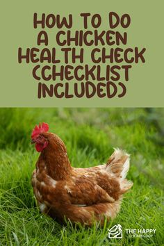 a chicken with the words how to do a chicken health check included on it's back