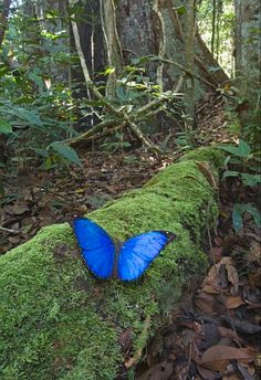 a blue butterfly sitting on top of a moss covered log in the middle of a forest