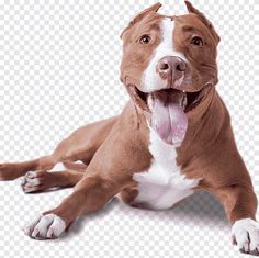 a brown and white dog laying down with its tongue out, looking at the camera