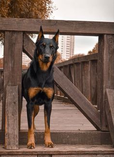 a black and brown dog standing on top of a wooden bridge