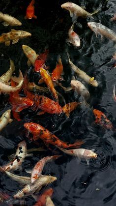 many koi fish are swimming in the water