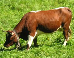 a brown and white cow standing on top of a lush green field covered in grass