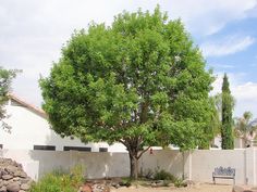 a large tree sitting in the middle of a yard next to a white fence and bench