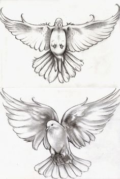 two drawings of doves with wings spread out and facing the same direction in different directions