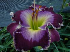 a purple flower with yellow stamens in the foreground and green leaves in the background