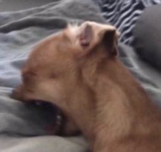 a dog is laying down on the bed and yawning with its mouth open