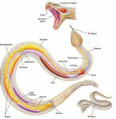 an image of the anatomy of a snake