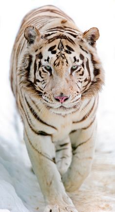 a white tiger walking across snow covered ground