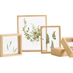 three frames with pressed plants in them on a white background, one is open and the other two are closed