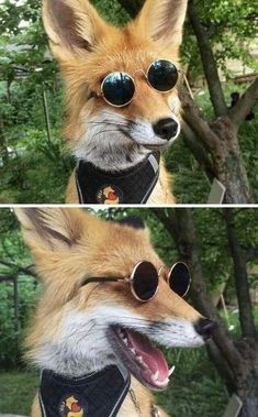 two pictures of a dog wearing sunglasses with trees in the background and one has its mouth open