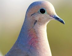 a close up of a bird with a blurry back ground and light colored feathers