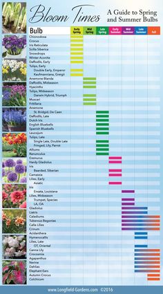 the bloom times chart for spring and summer bulbs