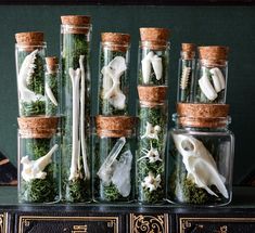 several glass jars filled with different types of plants and animals on top of a book