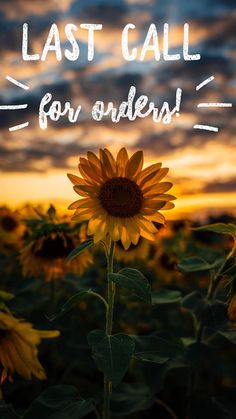 a sunflower with the words last call for orders written on it in front of a sunset