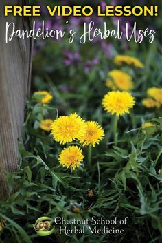 dandelion's herb uses is featured in the book, free video lesson