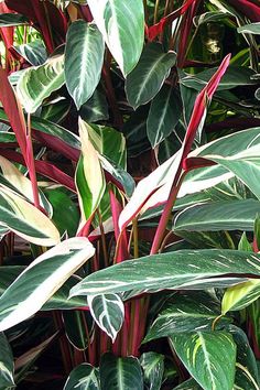 some very pretty green plants with red stems