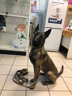 a dog sitting on the floor in front of a display case