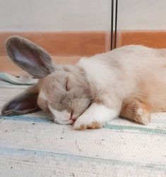 a white and brown rabbit laying on top of a bed