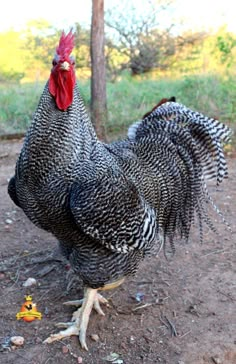 a black and white chicken standing on top of a dirt ground next to a tree