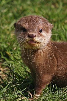 an animal that is standing in the grass with it's head turned to the side