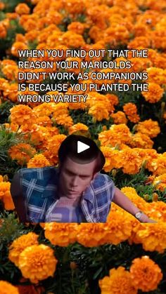 24K views · 150 reactions | So, you found out your marigolds weren’t pulling their weight in the garden… turns out, not all marigolds are created equal! 🌼

If you’re planting for pest control, French Marigolds (Tagetes patula) are the real MVPs. They release compounds through their roots that repel nematodes and have a strong scent that keeps aphids, whiteflies, and even mosquitoes at bay. 🌿💪

African Marigolds? Gorgeous, but not as effective against pests. And Calendula (Pot Marigold)? Great for pollinators but doesn’t pack the same pest-fighting punch.

The moral of the story: choose the right marigold for the job, and your garden will thank you!

#GardeningMistakes #CompanionPlanting #GardenWisdom #GrowYourOwnFood #MarigoldMagic | Avellino Farms