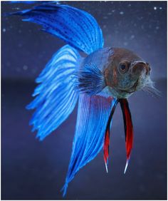 a close up of a fish with blue and red tailing fins on it's head