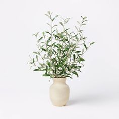 a plant in a white vase on a white background with room for text or image