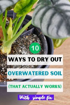 "10 Ways To Dry Out Overwatered Soil, Overwatered Soil Remedies, Soil Drying 
Techniques, Fixing Overwatered Soil, Reviving Overwatered Plants, Tips for 
Overwatered Soil, Saving Overwatered Plants, Overwatered Soil Solutions, 
Rescuing Overwatered Soil, Overwatered Plant Care" Over Watering Plants, Overwatering Plants, Outside Plants, Garden Solutions, Plant Problems, Garden Life, Dry Plants, Rain Water Collection, Happy House