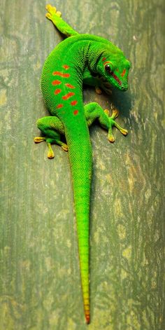 a green lizard sitting on top of a wooden table